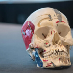 Niveau 1 - Révision avancée de l'anatomie et cours d'introduction au Botox®.